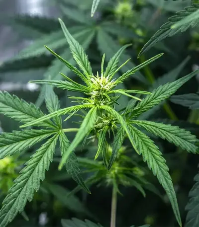 Graines féminisées de NYC Sour D Auto (Tyson S) (Royal Queen Seeds)