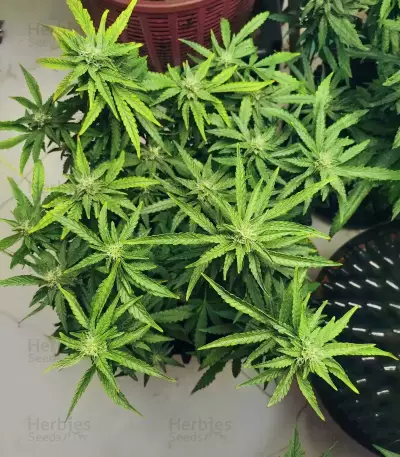 OG Kush Auto (Ethos Genetics)