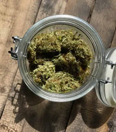Quick One Auto Seeds (Royal Queen Seeds)