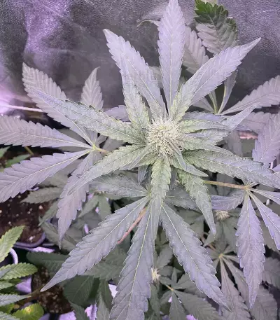 Runtz Muffin Seeds (Barney’s Farm)