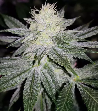 Smurfberry Auto feminized seeds
