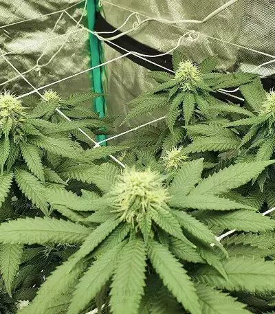 Watermelon Z (Barney's Farm)