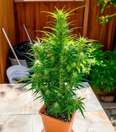 White Diesel Haze Automatic Seeds