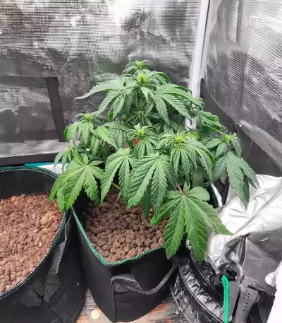 Sementes Feminizadas de White Widow x White Fire OG Autoflower (Seedkeepers)
