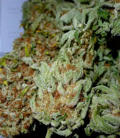 White Ice feminized seeds