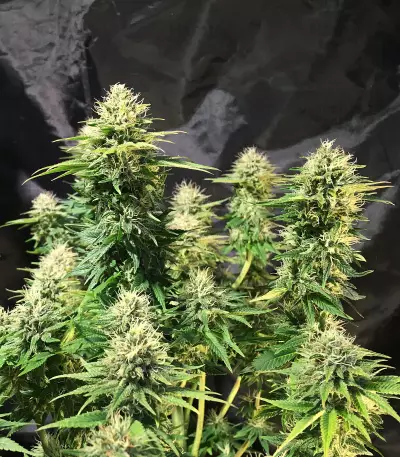 Tatanka Pure CBD feminized seeds (Royal Queen Seeds)