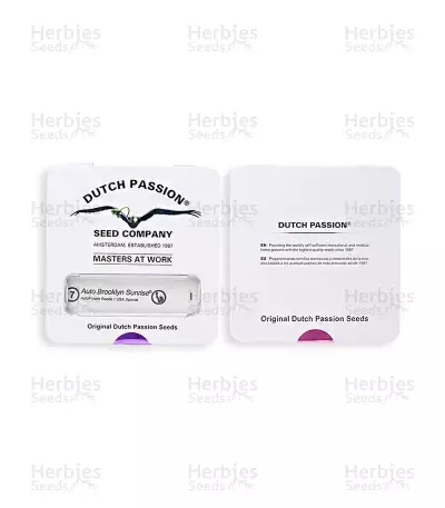 Auto Brooklyn Sunrise feminized seeds
