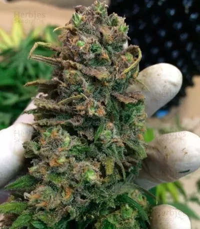 Lemon Shining Silver Haze feminized seeds