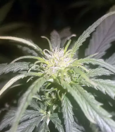 K.O Crop Auto Seeds