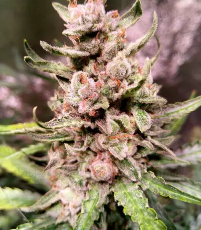 Auto Strawberry Gum Seeds