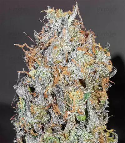Baklava strain