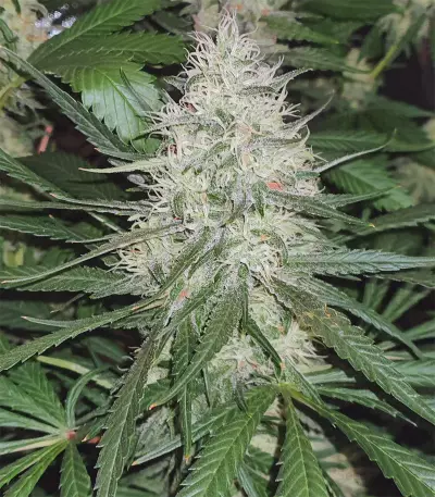 Blackwater cannabis strain
