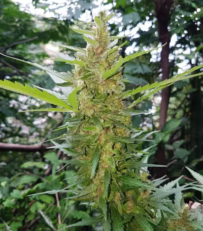 Blue OG strain
