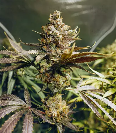 Blueberry OG marijuana strain