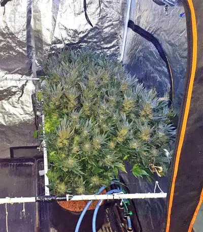 Bubble Bomb feminized seeds