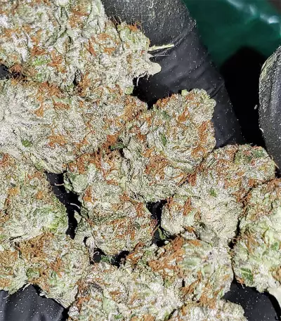Bubble Bomb feminized seeds