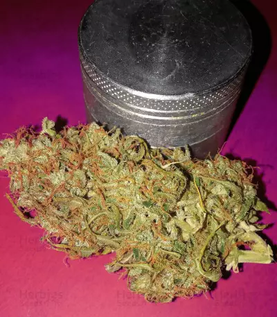 Buddha Deimos Auto Regular seeds