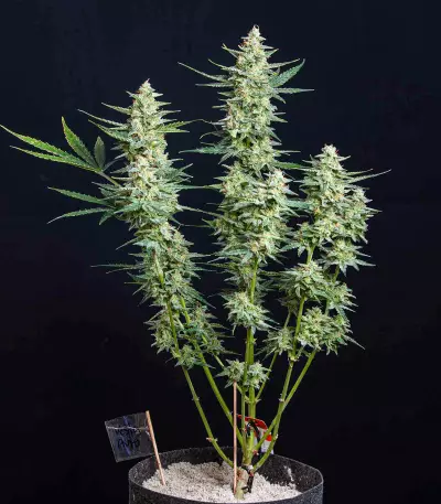 Buddha Vesta Auto Seeds
