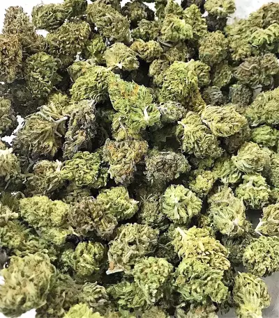 Auto CBG strain