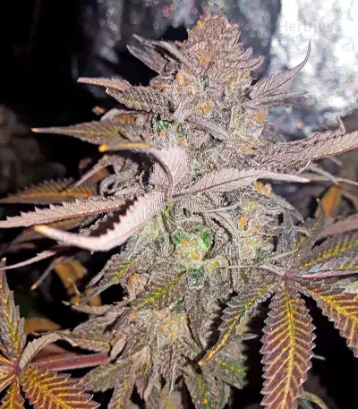Chocolate Mint OG Seeds