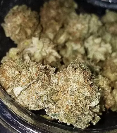 Cinderella 99 Feminized Seeds (Grower’s Choice)