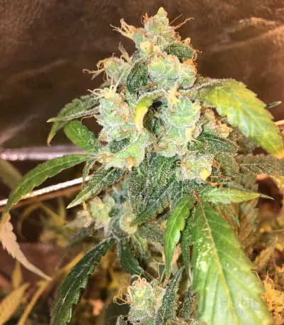 Cinderella 99 Regular (Brothers Grimm Seeds)