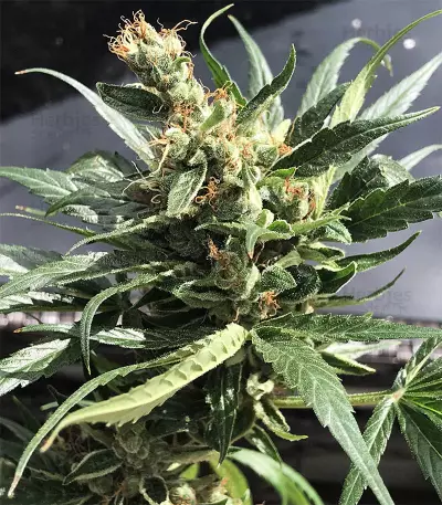 Dr. Grinspoon (Barney's Farm)