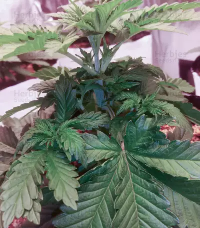 Graines de cannabis Edam Bomb (Cheese Bomb) (Bomb Seeds)