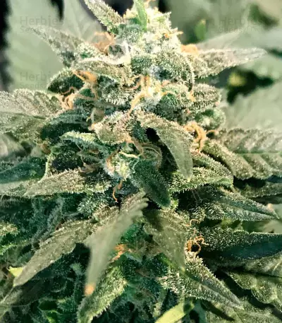 Graines de cannabis Fast & Vast Auto (Heavyweight Seeds)
