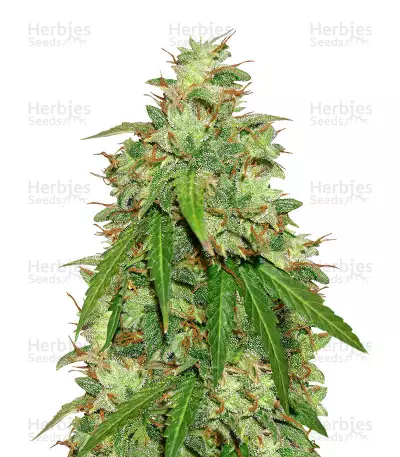 Buy Girl Scout Cookies Auto feminized seeds
