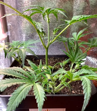 Semillas feminizadas Gorilla Z Auto (Barney’s Farm)