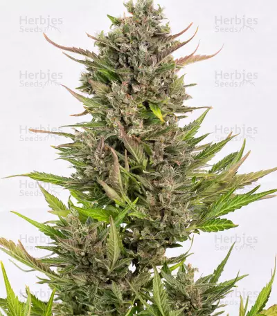 Head Stash Auto feminized seeds