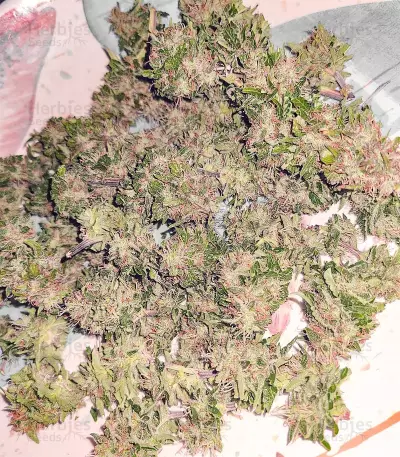 Hindu Kush feminized seeds
