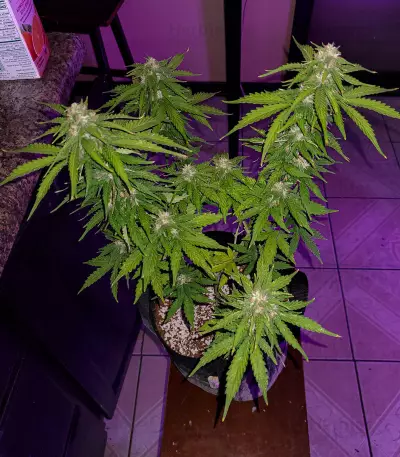 Hindu Kush feminized seeds