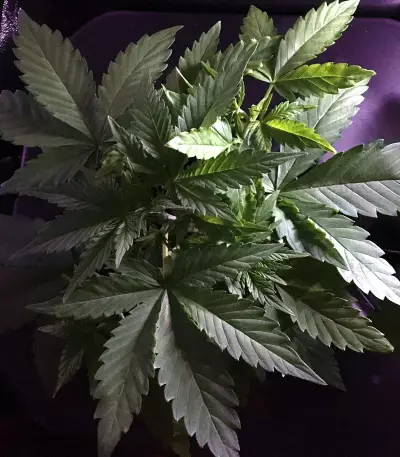 Julies Cookies Auto feminized seeds