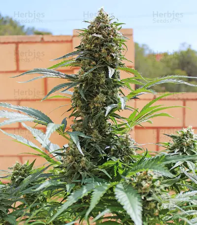 King Kong Seeds
