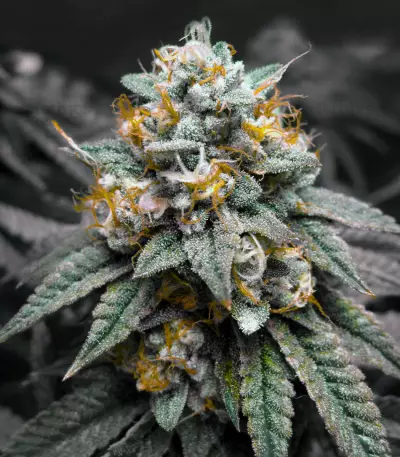 Semi Kosher Kush regolari