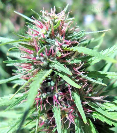 Malawi Breeders Pack feminized seeds