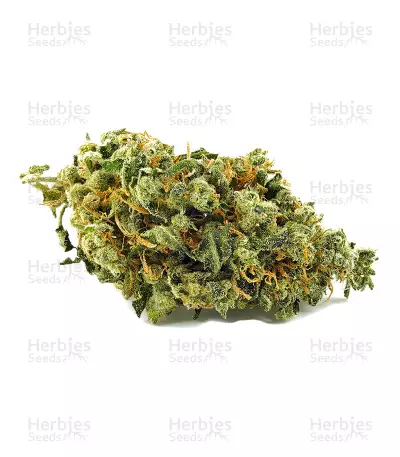 Mangobiche Kush Seeds