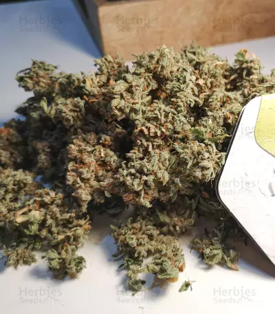 Semi femminizzati NYC Diesel