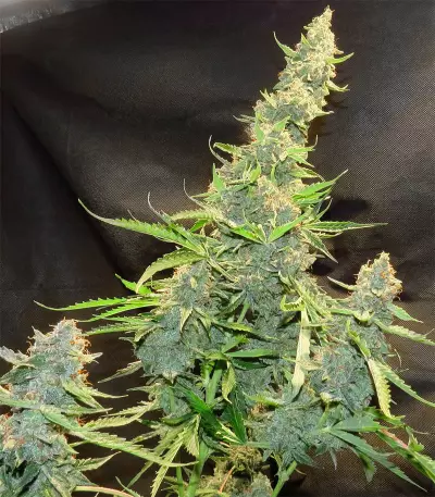 Northern Light x Big Bud Early Harvest feminized seeds