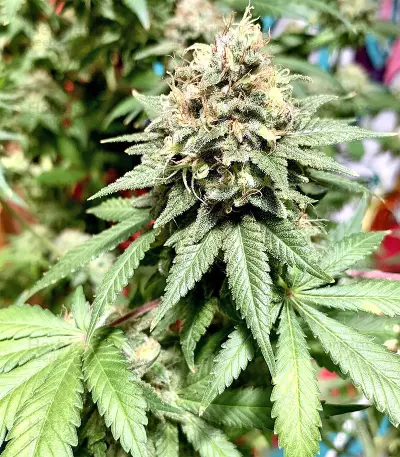 Northern Lights Seeds (Sensi Seeds)