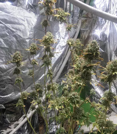 Semi femminizzati Northern Lights (Seed Stockers)