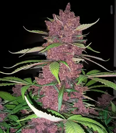 Graines féminisées de Purple Lemonade Auto (Fast Buds)