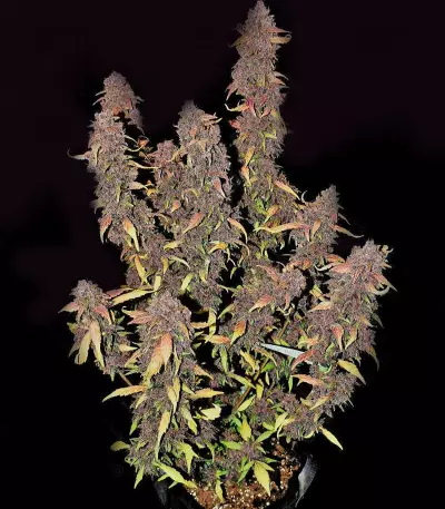 Graines féminisées de Purple Lemonade Auto (Fast Buds)