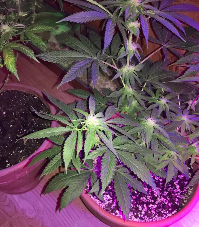 Ruderalis Skunk regular (Sensi Seeds)
