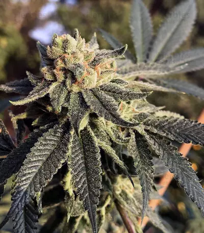 Sherbert (Blackskull Seeds)