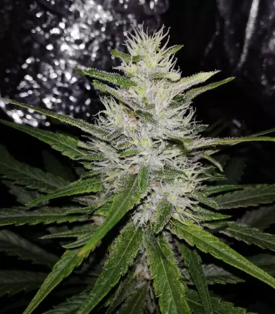 Sideral feminized seeds