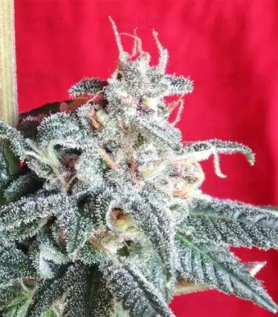 Graines de cannabis Snow Moon Regular (Ace Seeds)