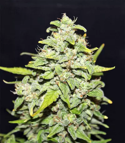 Sour Crack Auto Seeds